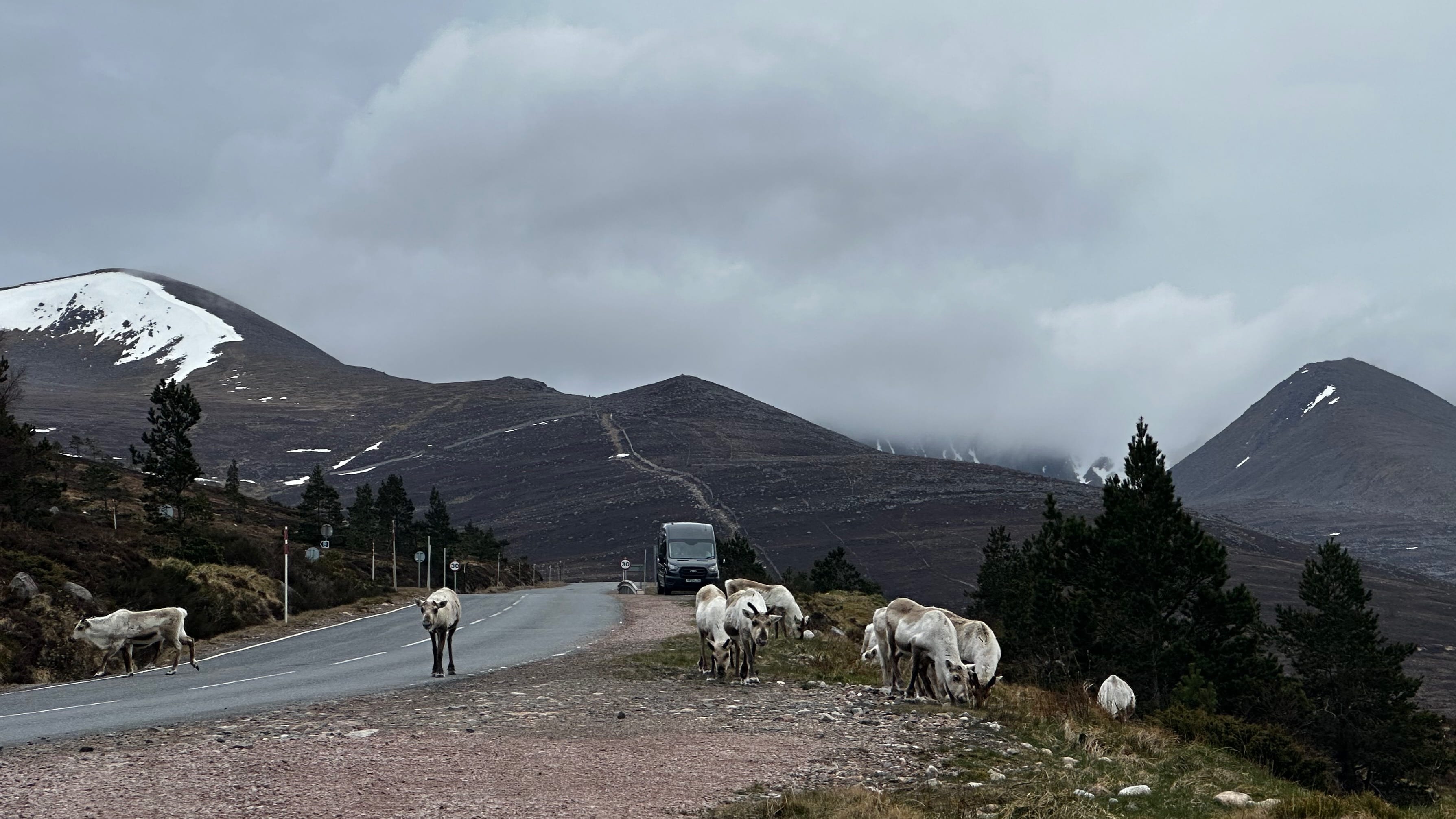 We were super lucky to catch the wild reindeers