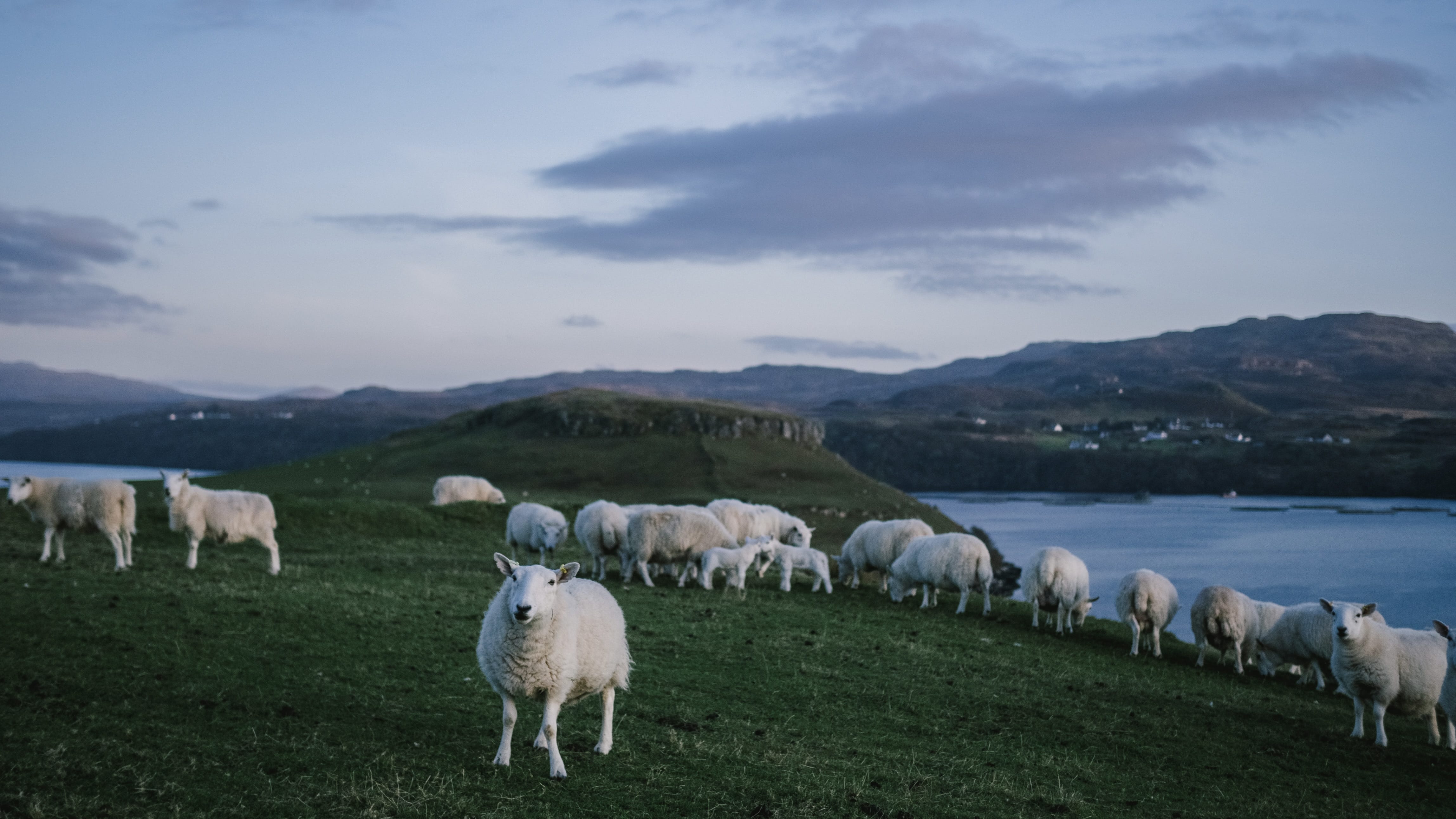 Sheeps at Gesto Bay Viewpoint