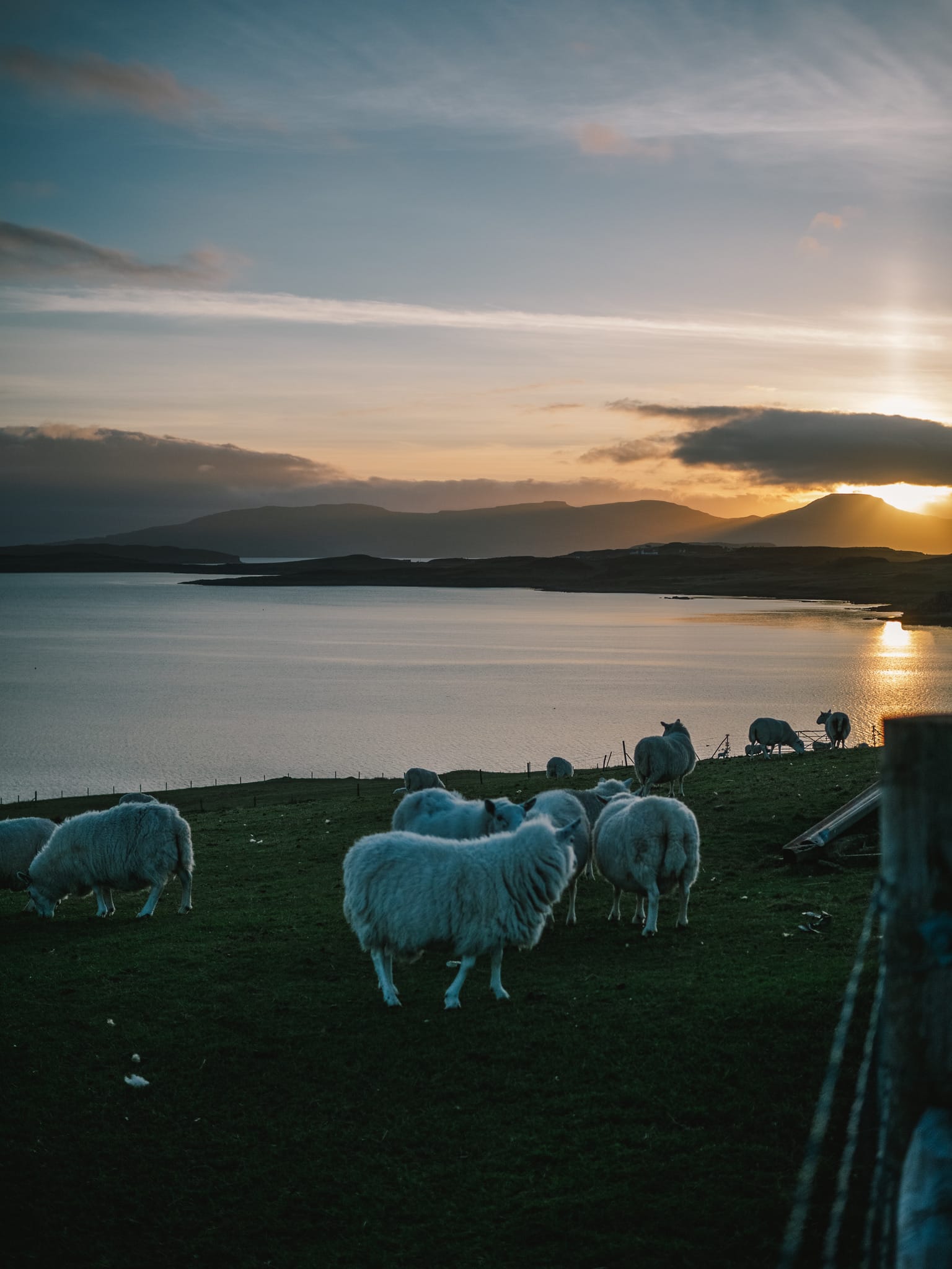 Sheep at sunset in Gesto Bay