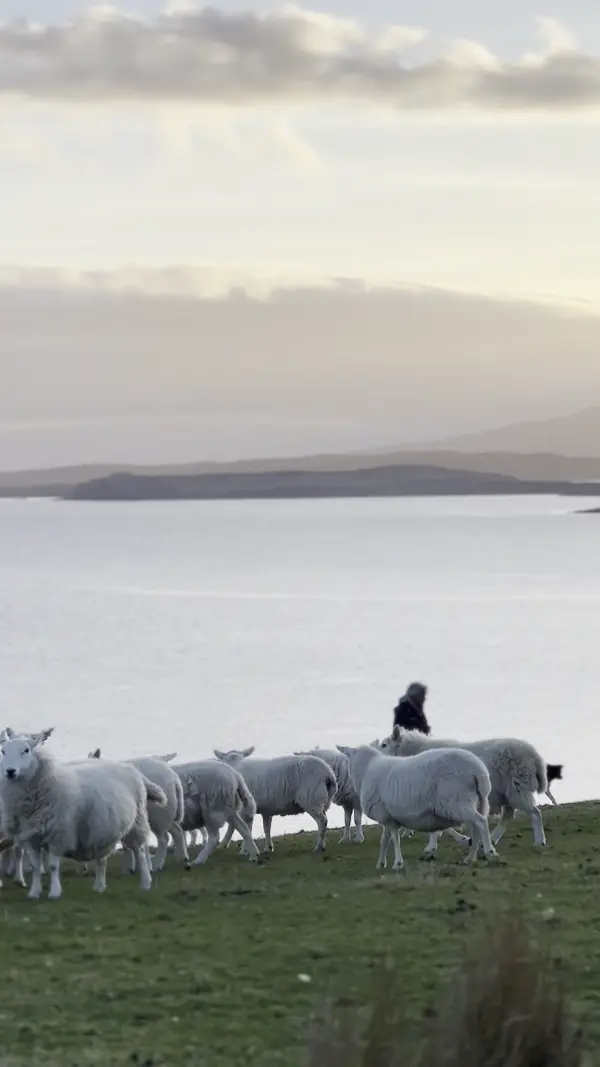 Shepherd at Gesto Bay