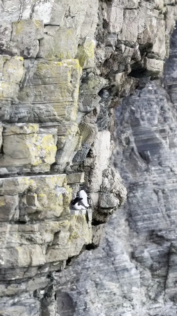 Guillemot birds at Whaligoe Steps